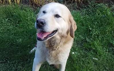 Maskotak adoptatzea eskatu die Udalak sopeloztarrei