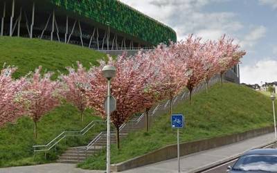 32 zuhaitz landatuko dituzte Bilbao Arenaren ondoko ezpondetan