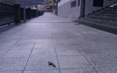 Kalean txakurren gorotzak lagatzen dituzten jabeek isuna izango dute aurrerantzean