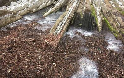 Itzurunen pilatutako oldiarengatik kexu dira bainuzaleak