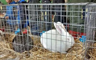 Arabako trikitia eta untxi topaketak egingo dituzte Udazkeneko Azokan