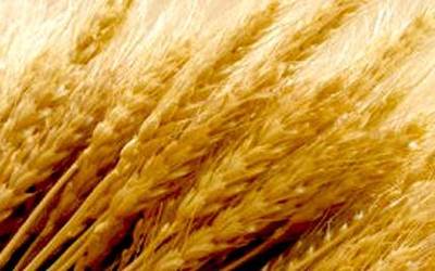 Glutenik gabeko jaialdia maiatzaren 26an, Bergaran