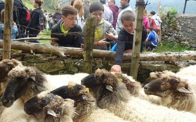 Urriaren 12an, Elosuko mendi ganadu feria