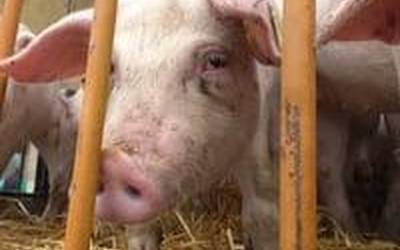 Mutiloako Txerri Azoka: txerria baino askoz gehiago