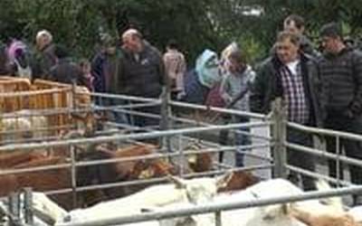 Abereak eta gazta izan dira protagonistak Zegamako San Martin azokan