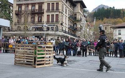 Erreskaterako txakurren erakustaldiak ikusmina sortu du Arrasaten
