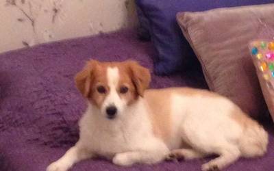 Azaldu da ‘Kyra’ txakurra