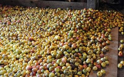 Sagar basatiez solasaldia izanen da Arantzan ilbeltzaren 12an