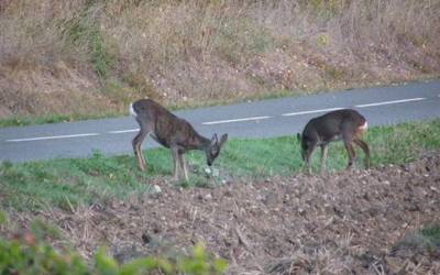Egunero istripu bat jazo da Arabako errepideetan basabereekin