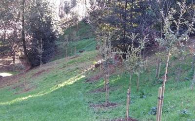 Bertoko 151 arte landatu dituzte Getxoko hainbat lekutan