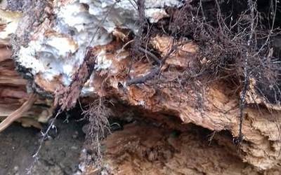 Sutraiak usteldurik zeudelako erori zen arbola