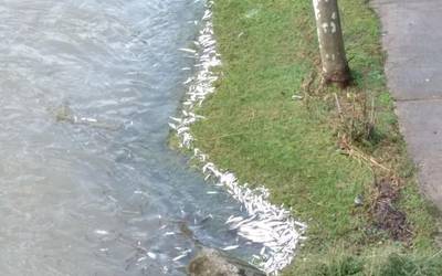 Arrain mordoa hilda edo hiltzen, ibai bazterrean