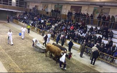 Goieta tabernaren idi pareak irabazi du San Blas Saria