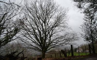Zuhaitzaren Eguna ospatu dute Beran otsailaren 17an