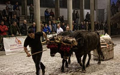 Aiako XVIII. Kintopeko Idi Probak izango dira martxoaren 2, 3 eta 5ean