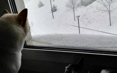 Elurra mara-mara egin zuen Derion