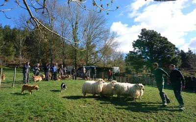 Artzain txakurrak hezteko ikastaroa, arrakastatsu