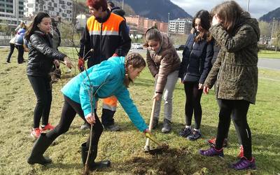 Melitoneko errotonda ondoko berdegunean landatu dituzte ikasleek 30 zuhaitz