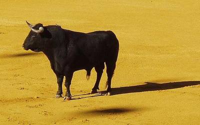 Zezenketen aurkako manifestazioa egingo dute igandean