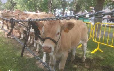 San Isidro Azoka "Los últimos pastores de Sierra Sálvada" dokumentalarekin bukatuko da