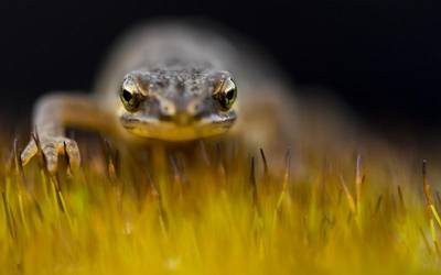 Naturaren makro-argazkigintzaren gaineko tailerra egingo dute Algortan