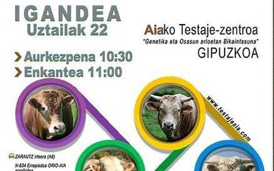 Arraza anitzeko ganaduen enkantea egingo da igandean Aian