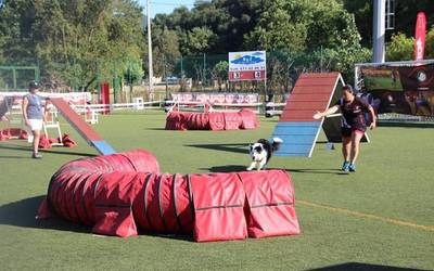 Amurrion egingo da Euskadiko Agility Sextuple Txapelketa abuztuaren 17tik 22ra