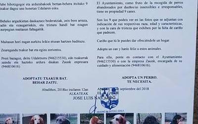 Abadiñoko udalak bederatzi txakur eskaintzen ditu adopzioan hartzeko
