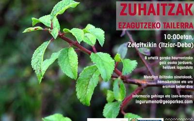 Geoparkeak zuhaitzak ezagutzeko tailerra antolatu du urriaren 14rako, iganderako