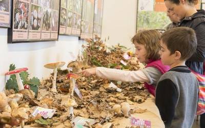 Asteburu mikologikoa antolatu du Natur Taldeak