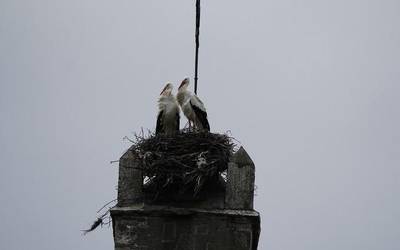 Zikoinen kabiak kendu dituztela salatzeko protesta deitu du Urduñako Animalista Taldeak
