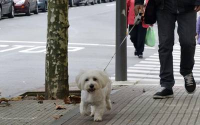 Animaliekin elkarbizitza  hobetzeko kanpaina, Udalak