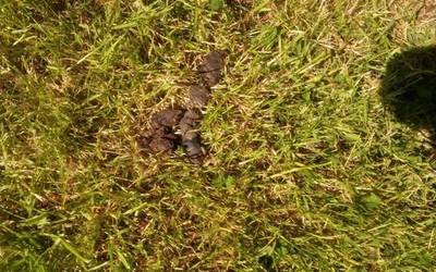 KEJIE TA DESDITXIE | Txakur kaka Intsaustiko zelaian