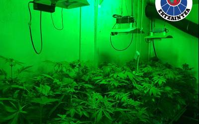 3.700 marihuana landare atzeman ditu Ertzaintzak Elgoibarren eta hiru lagun identifikatu ditu