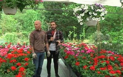 Zein landare da aproposa etxeko txoko bakoitzerako?