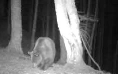 Nafar Piriniotik Aragoikora egin du bidea 'Claverina' hartzak