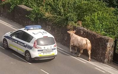 Hiltegira zeramaten behi batek ihes egin eta pertsona bat zauritu du