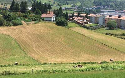 Belar bolak maldan behera bota dizkietela salatu du baserritar batek