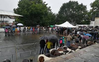 Pottoka arrazako behoka eta behorren lehiaketa egin dute Saran