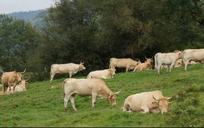 Azienda feria eginen dute larunbat honetan Lizarietan