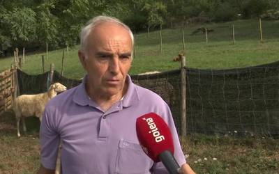 Joxe Mari Bengoa artzaina eta Eder txakurra, Kataluniako Artzain Txakur Txapelketetan izan dira