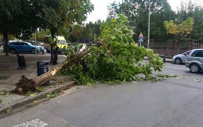 Zuhaitz bat erori da Durangoko San Roke bidean