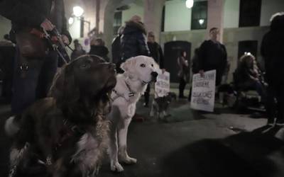 Txakurrendako espazioen aldarrikapena egin dute Bergaran