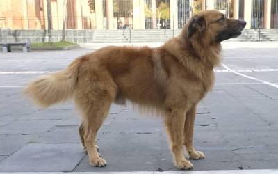 2018an, euskal artzain txakur baino border collie gehiago erregistratu ziren Durangaldeko herrietan: 10 txakur gehiago