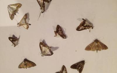 Mariposa beldurgarria