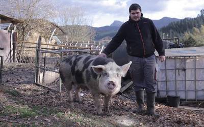 260 kilo inguru ditu 'Xanti Smith' aurtengo txerriak