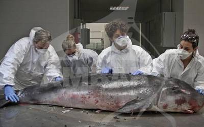 Ostiralean Antila hondartzan agertu zen zetazeoari plastikoa atzeman diote urdailean
