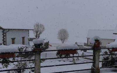 Alerta horia Pirinioetan, elurragatik