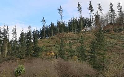 Pinuak ateratzen aritu direnez, bidegorria itxita