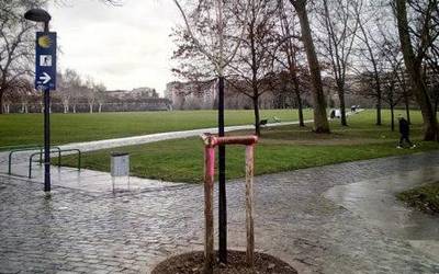 Sorburua historiaurrean duen zuhaitz-espezie batek ordezkatuko du Gaztelu Gibelean eroritako makal zuria